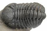 Phacopid (Morocops) Trilobite - Foum Zguid, Morocco #223441-2